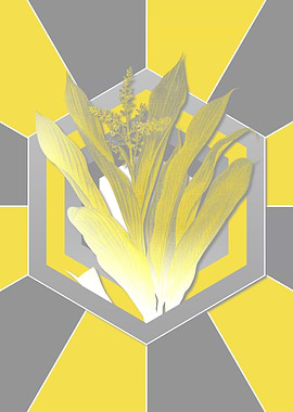 Yellow and Gray Cordyline