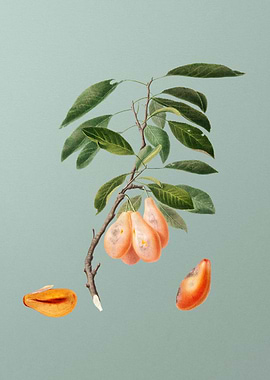 Vintage Plum Fruit Poster