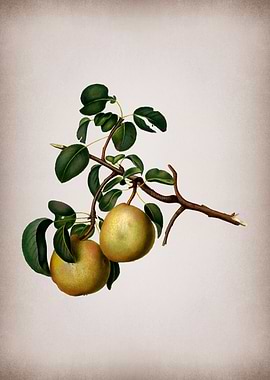 Vintage Pear Fruit Poster