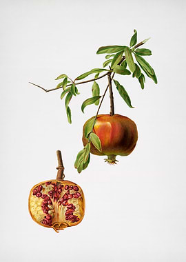 Vintage Pomegranate Fruit