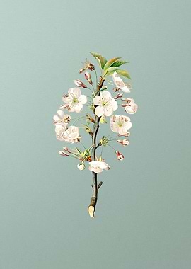 Vintage Pear Tree Flowers