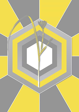 Yellow and Gray Cape Tulip