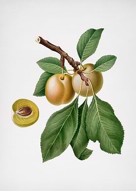 Vintage Prune Fruit Poster