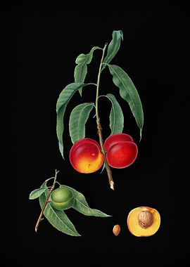 Vintage Walnut Peach Fruit