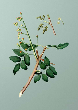 Vintage Pistachio Fruit