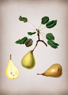 Vintage Pear Fruit Poster