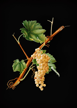 Vintage Vermentino Grapes