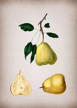 Vintage Pear Fruit Poster