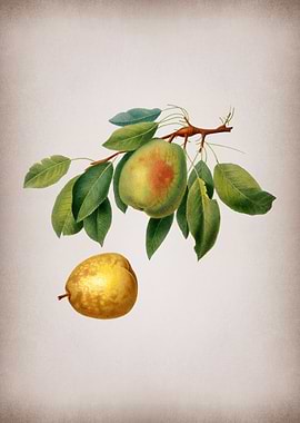 Vintage Pear Fruit Poster