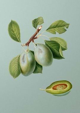 Vintage Plum Fruit Poster