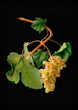 Vintage Vermentino Grapes