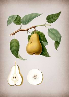 Vintage Pear Fruit Poster