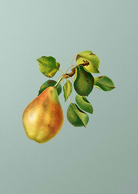 Vintage Pear Branch Fruit