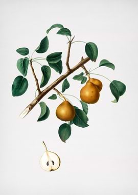 Vintage Seckel Pear Fruit