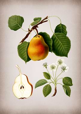 Vintage Pear Fruit Poster