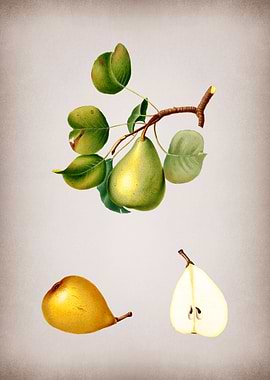 Vintage Pear Fruit Poster