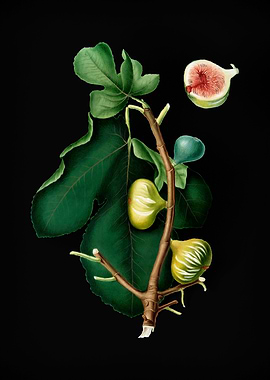 Vintage White Peel Fig Art