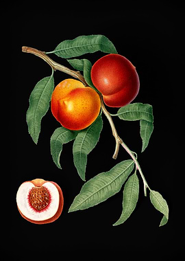 Vintage Walnut Fruit Art