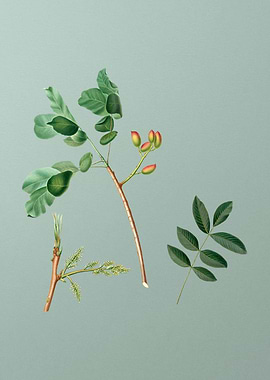 Vintage Pistachio Fruit