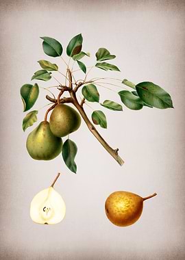 Vintage Pear Fruit Poster