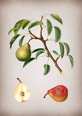Vintage Pear Fruit Poster