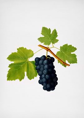 Vintage Columbano Grapes