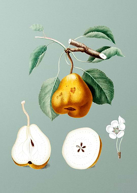 Vintage Pear Fruit Poster