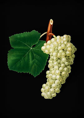 Vintage White Grape Fruit