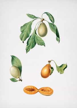 Vintage Prune Fruit Poster