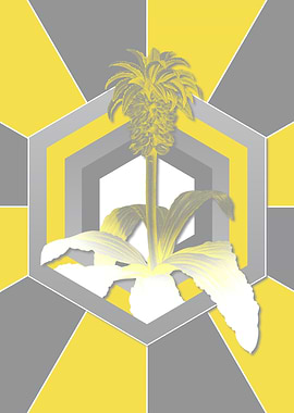 Botanical Illustration