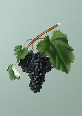 Vintage Fruit Illustration