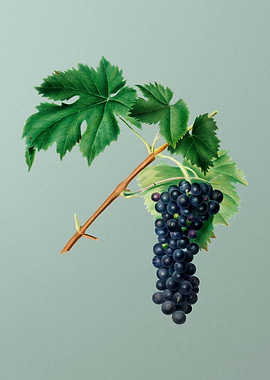 Vintage Fruit Illustration