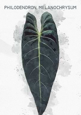 Philodendron Melanochrysum