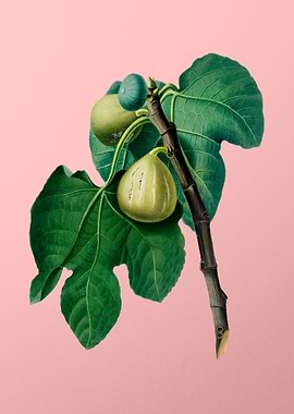 Vintage Botanical on Pink