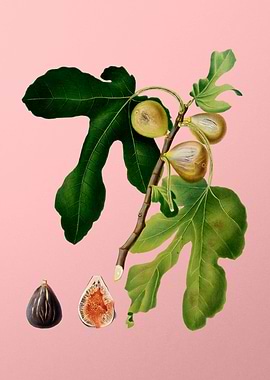 Vintage Botanical on Pink