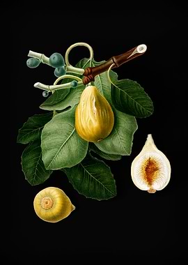 Vintage Fruit Illustration