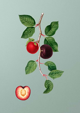 Vintage Fruit Illustration