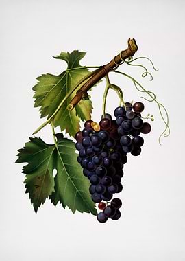 Vintage Grape Illustration