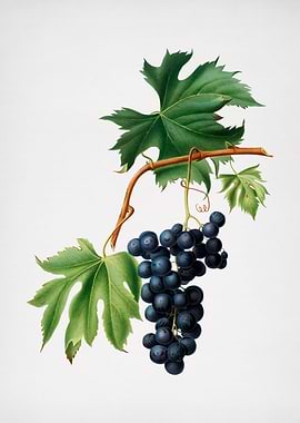Vintage Grape Illustration
