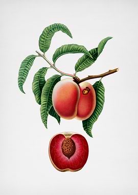 Vintage Peach Illustration