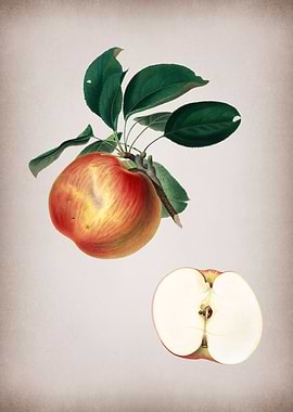 Botanical Illustration Art