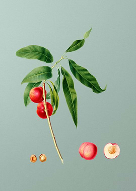 Vintage Fruit Illustration