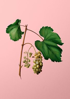 Vintage Botanical on Pink