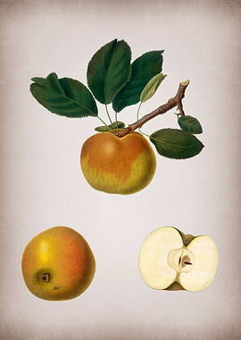 Botanical Illustration Art