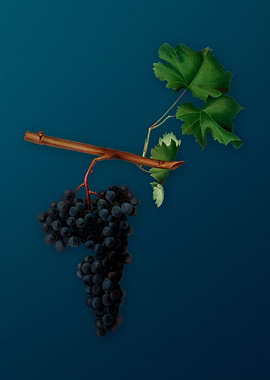 Vintage Grapes Poster