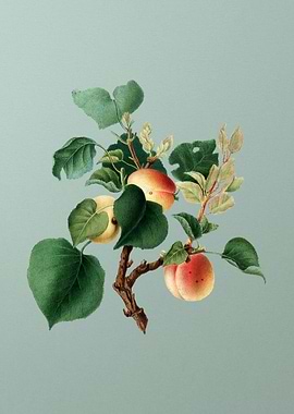 Vintage Fruit Illustration