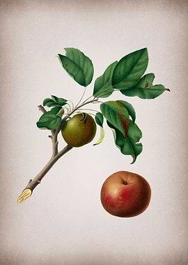 Botanical Illustration Art