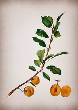 Botanical Illustration Art