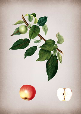 Botanical Illustration Art