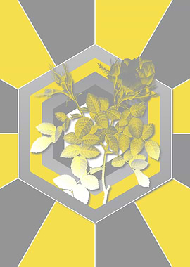 Botanical Illustration